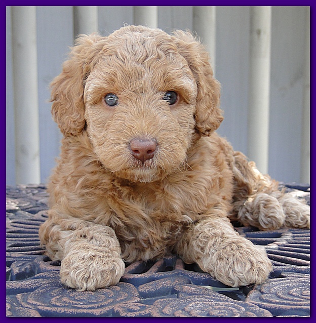Gizzie Ripley puppies 5 weeks old 049