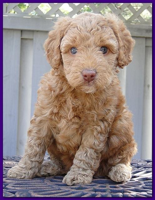 Gizzie Ripley puppies 5 weeks old 051
