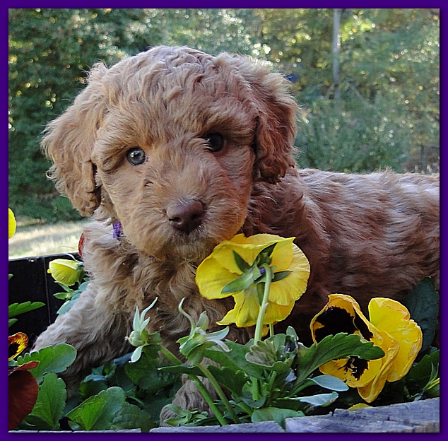 Gizzie Ripley puppies 6 weeks old 024