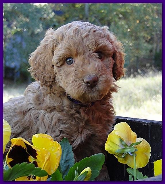 Gizzie Ripley puppies 6 weeks old 028