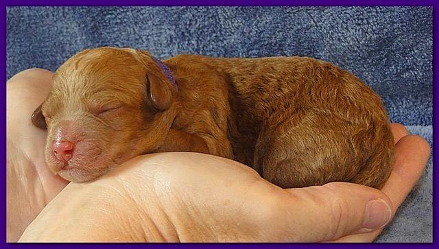 Roo Ripley puppies 1 day old 001