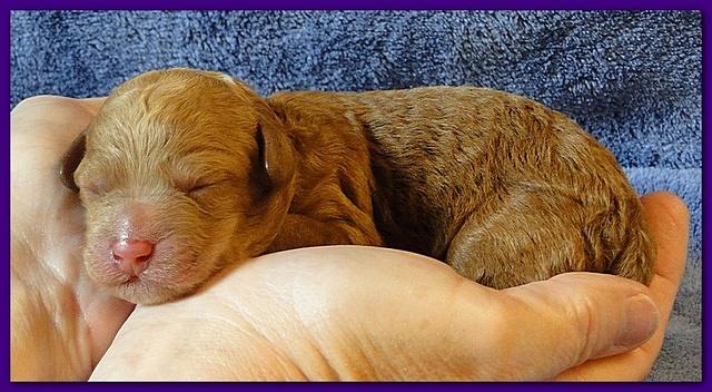 Roo Ripley puppies 1 day old 002