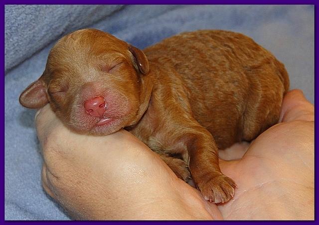 Roo Ripley puppies 1 day old 006