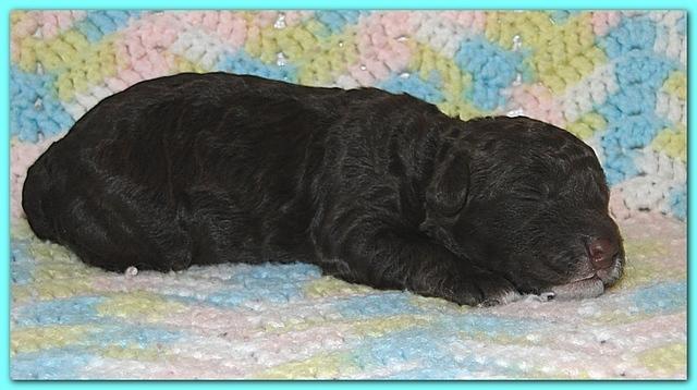 Gizzie Ripley puppies 1 week old 025