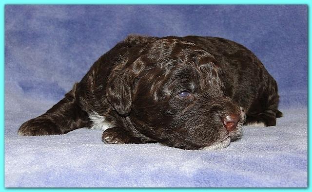 Gizzie Ripley puppies 2 weeks old 018