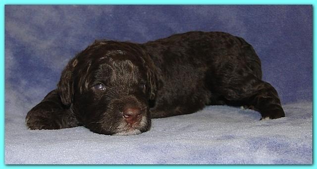 Gizzie Ripley puppies 2 weeks old 025