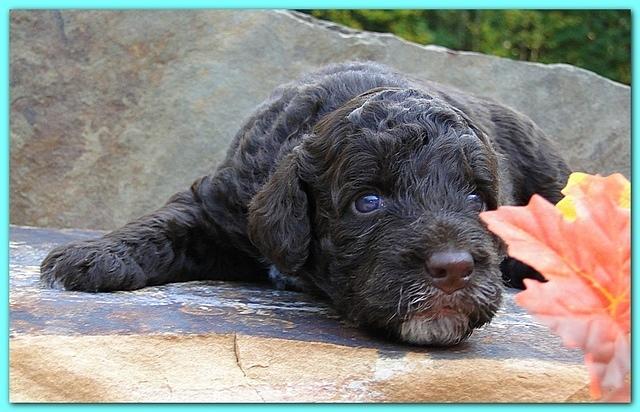 Gizzie Ripley puppies 3 weeks old 002