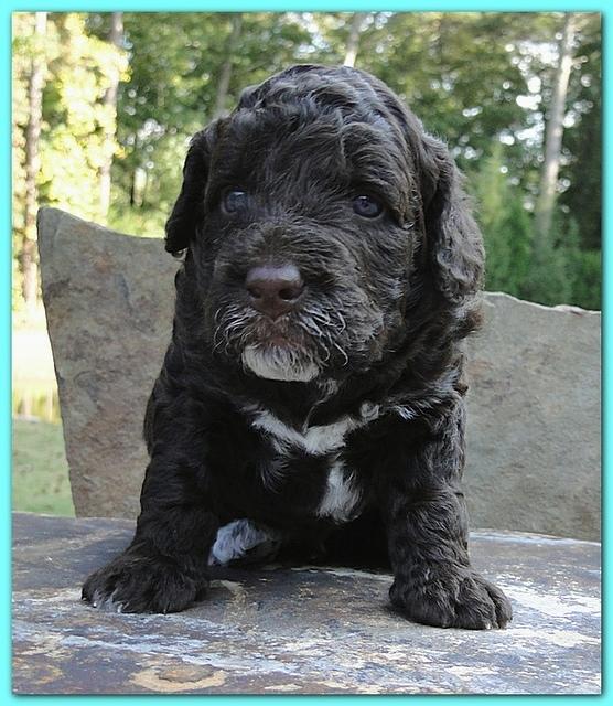 Gizzie Ripley puppies 3 weeks old 006
