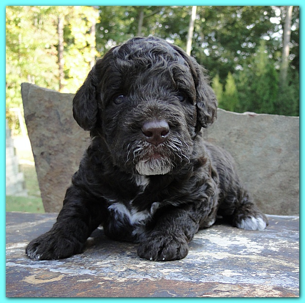 Gizzie Ripley puppies 3 weeks old 008