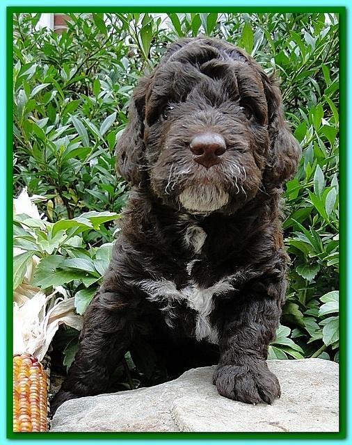 Gizzie Ripley puppies 4 weeks old 035