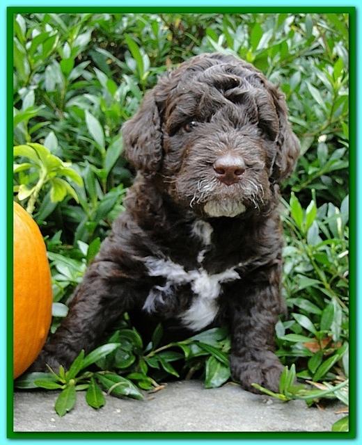 Gizzie Ripley puppies 4 weeks old 043