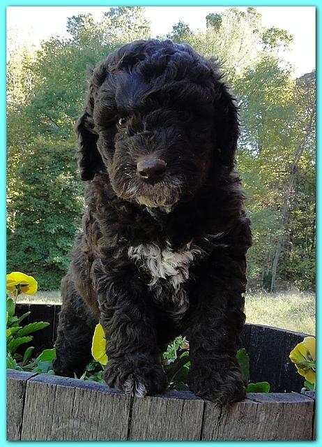 Gizzie Ripley puppies 6 weeks old 041