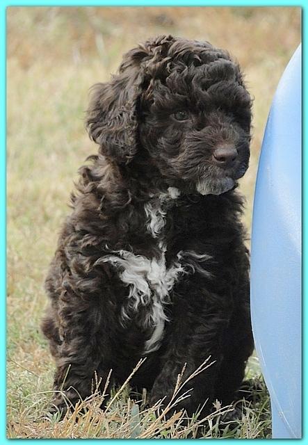 Gizzie Ripley puppies 6.5 weeks old 038
