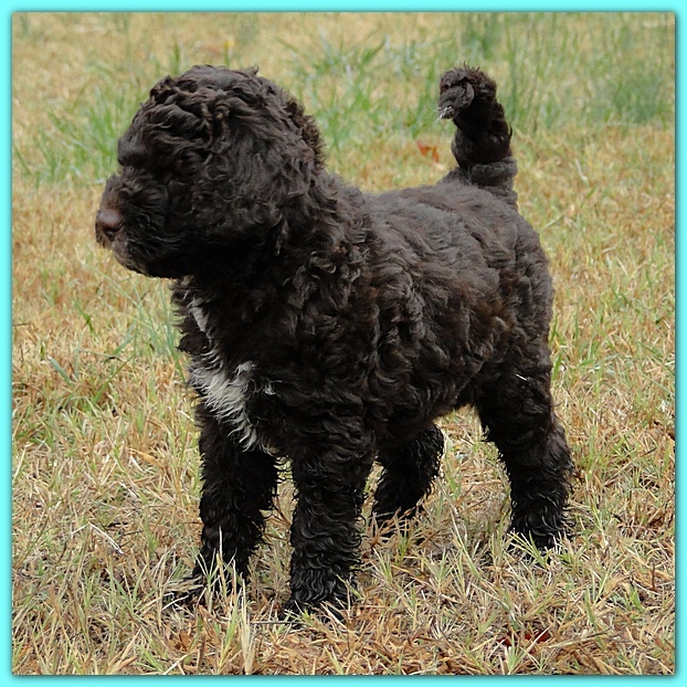 Gizzie Ripley puppies 7 weeks old 003