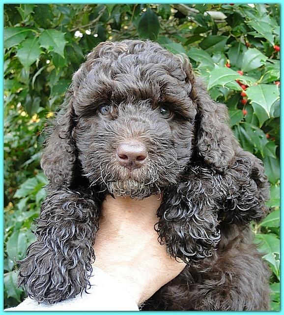 Gizzie Ripley puppies 7 weeks old 017