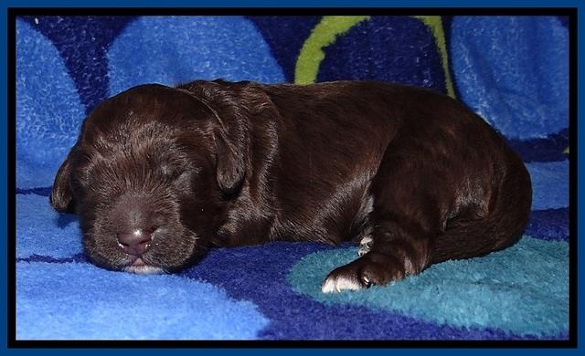 GC pups 1 wk old 2