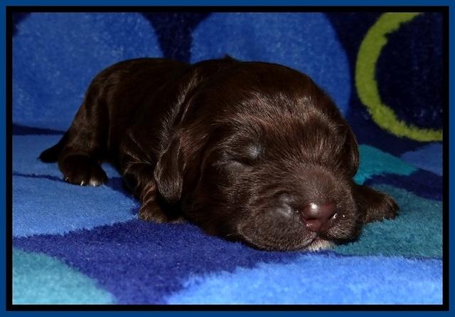GC pups 1 wk old 3