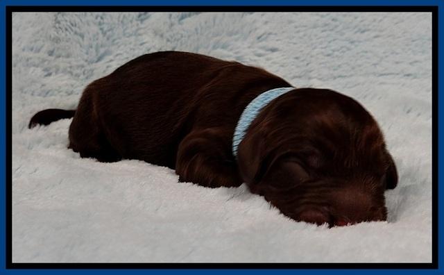 GC pups newborn 8