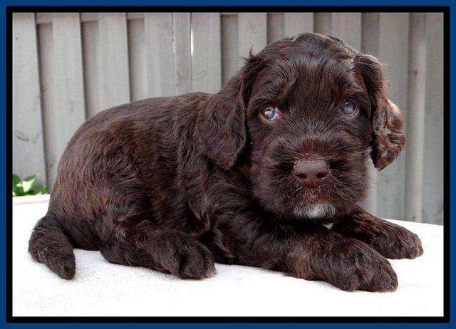 RC Blue 4 wks 2012 (15)