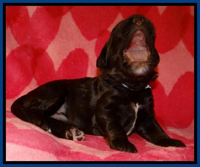 RC pups 2 wks 2012 (6)