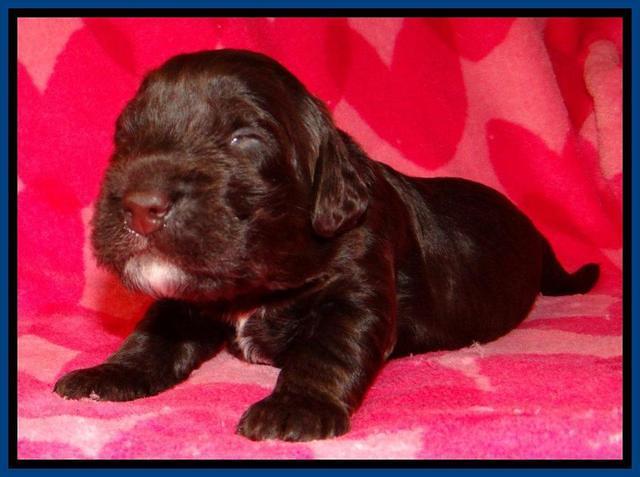 RC pups 2 wks 2012 (7)