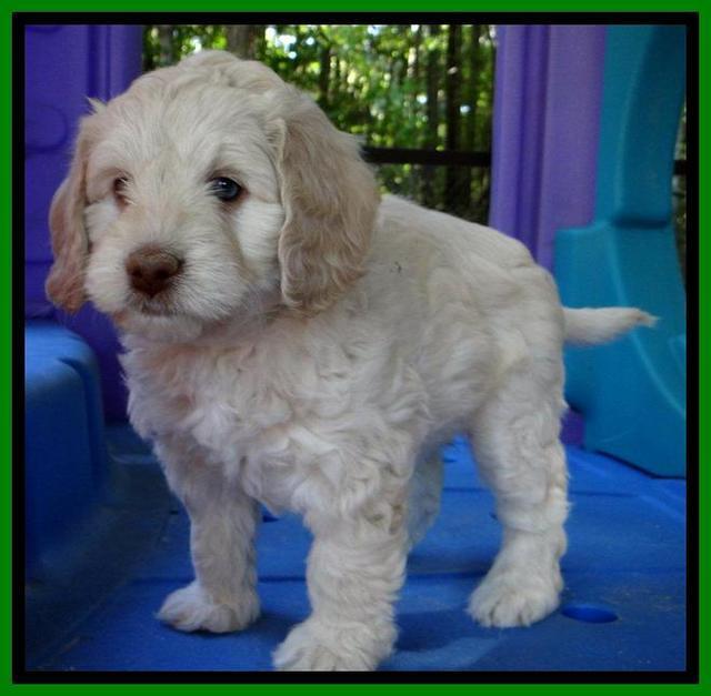 Roo Champ pups 6 wks old 182