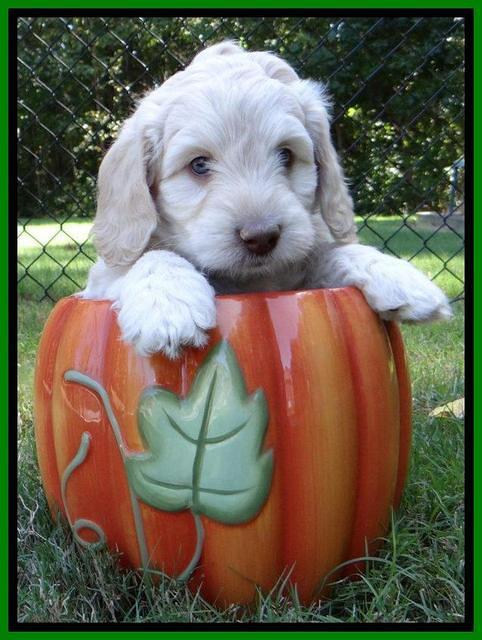 Roo Champ pups 6 wks old 192