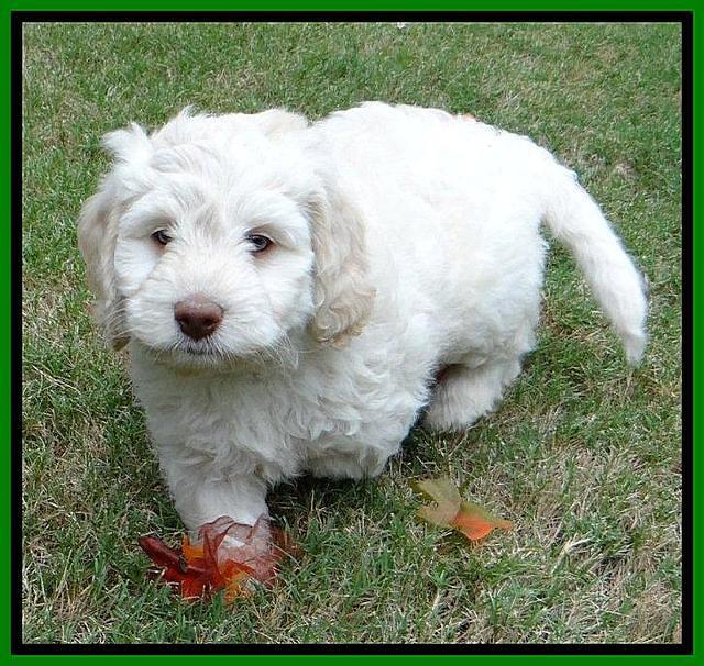 Roo Lime 7 wks 2012 (10)