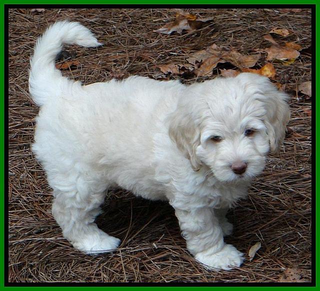 Roo Lime 7 wks 2012 (11)