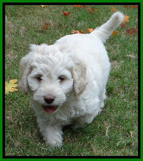 Roo Lime 7 wks 2012 (6)