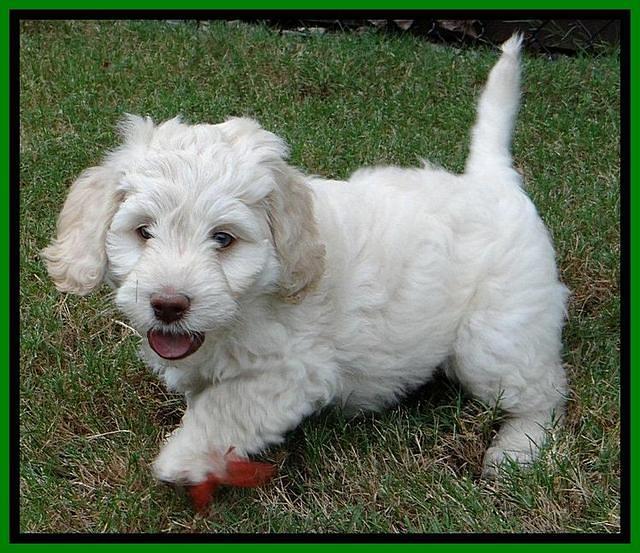 Roo Lime 7 wks 2012 (8)