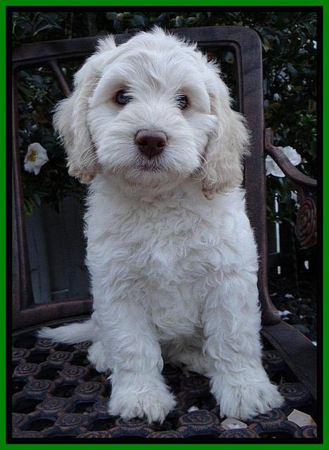 Roo Lime 8 wks 2012 (8)