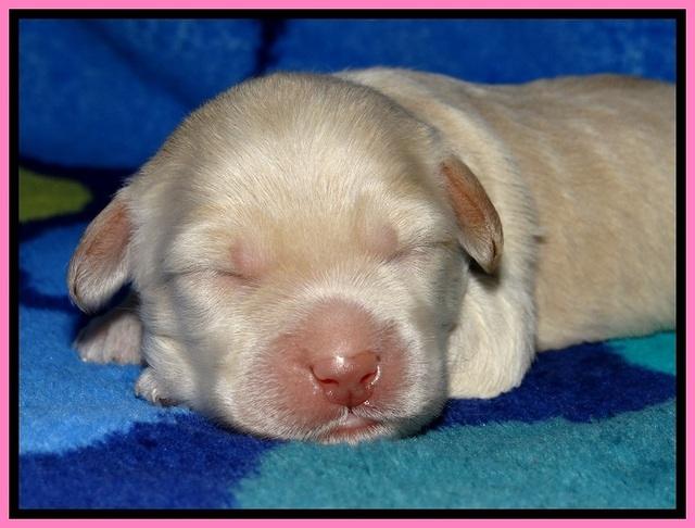 GC pups 1 wk old 5