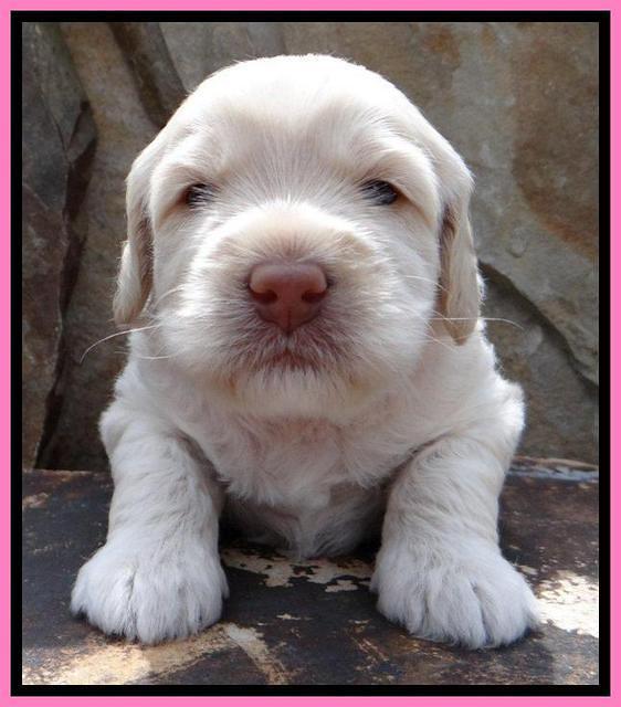 RC Pink 3 wks 2012 (13)