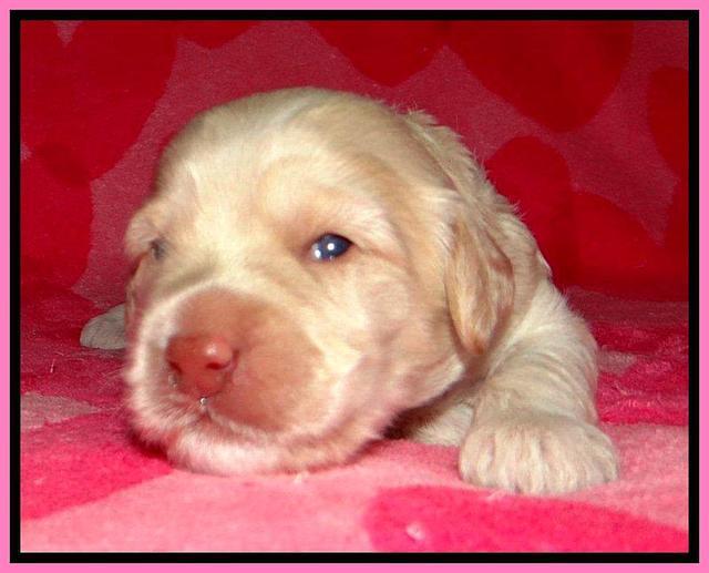 RC pups 2 wks 2012 (28)