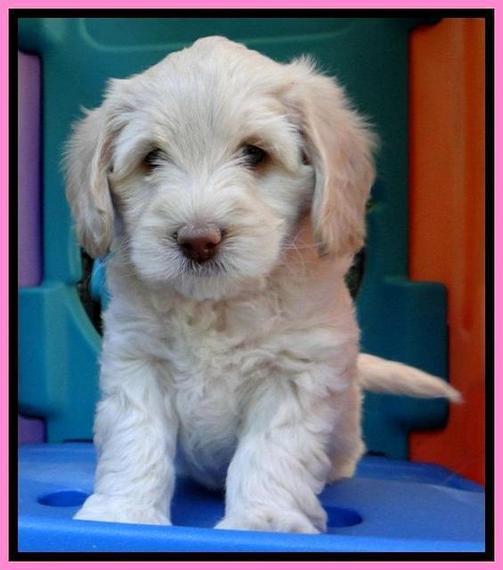 Roo Champ pups 6 wks old 202