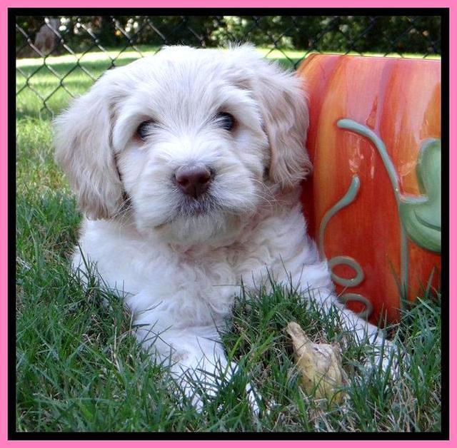 Roo Champ pups 6 wks old 222