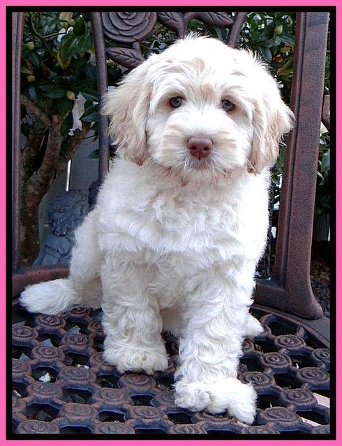Roo Pink 8 wks 2012 (10)