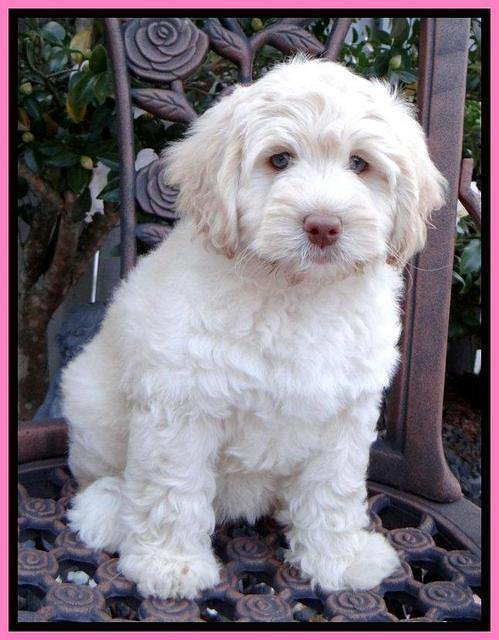 Roo Pink 8 wks 2012 (4)