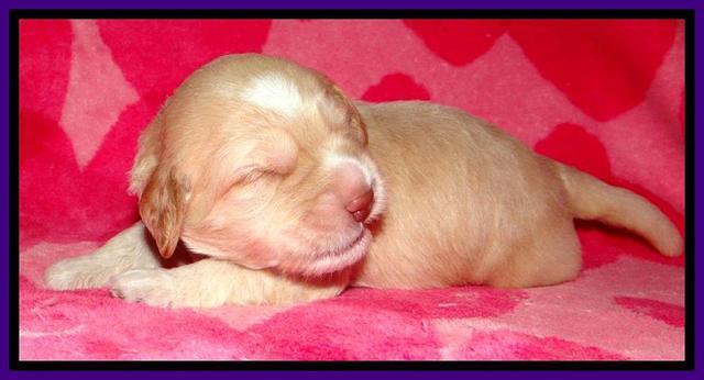 RC pups 2 wks 2012 (36)