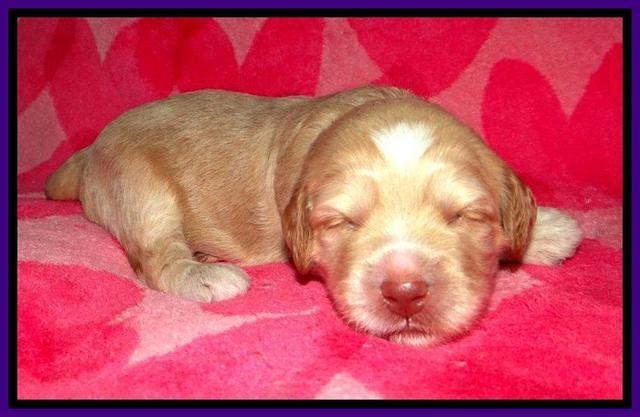 RC pups 2 wks 2012 (39)