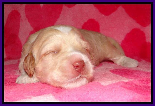 RC pups 2 wks 2012 (41)