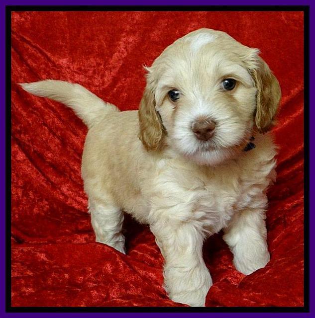 Roo Purple 5 wks 2012 (3)