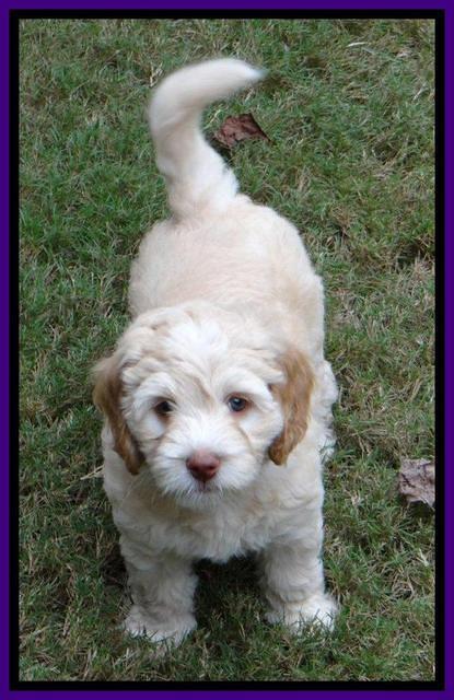 Roo Purple 7 wks 2012 (5)