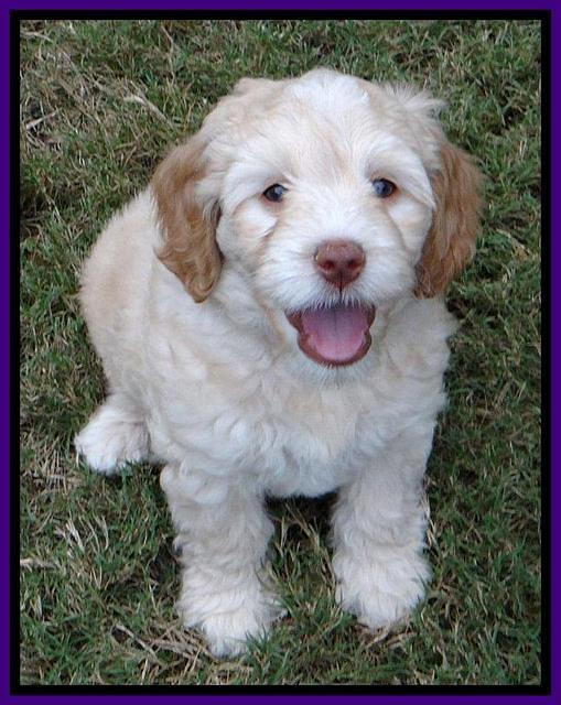 Roo Purple 7wks 2012