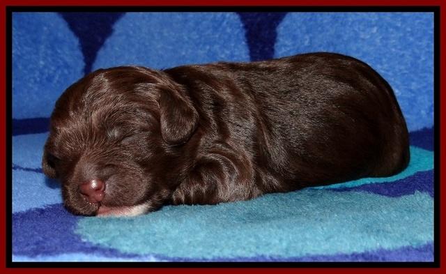 GC pups 1 wk old 9