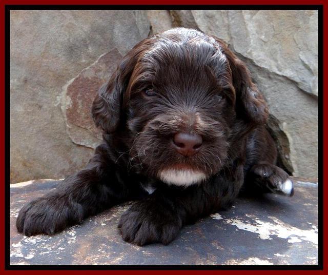 RC Red 3 wks 2012 (3)