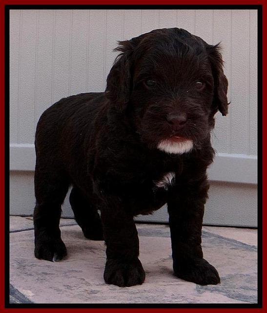 RC Red 4 wks 2012 (18)