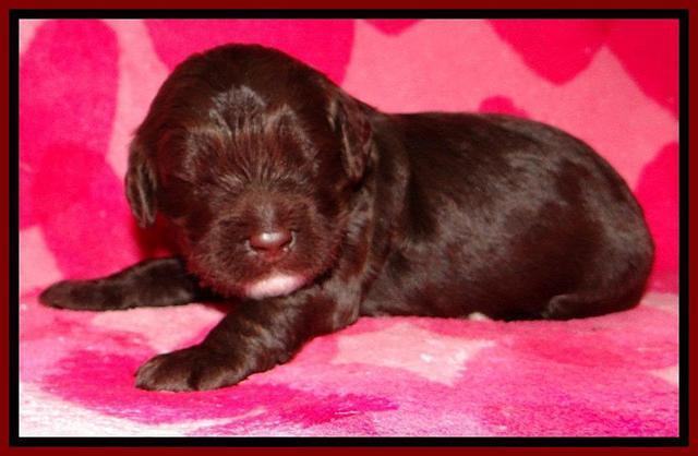 RC pups 2 wks 2012 (44)