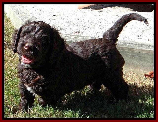 Roo Champ pups 6 wks old 12